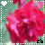 Blumen icons bilder