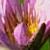 Blumen icons bilder