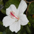 Blumen