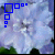 Blumen icons bilder