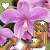 Blumen icons bilder