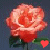 Blumen icons bilder