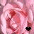 Blumen icons bilder