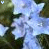 Blumen icons bilder