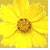 Blumen icons bilder