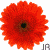 Blumen icons bilder