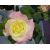 Blumen icons bilder