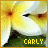Blumen icons bilder