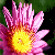 Blumen icons bilder