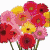 Blumen icons bilder