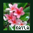Blumen icons bilder