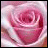 Blumen icons bilder