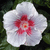 Blumen icons bilder