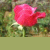 Blumen icons bilder