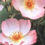 Blumen icons bilder