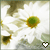 Blumen icons bilder