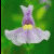 Blumen icons bilder