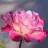 Blumen icons bilder