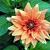 Blumen icons bilder
