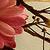 Blumen icons bilder
