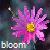 Blumen icons bilder