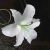 Blumen icons bilder