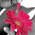 Blumen icons bilder