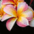 Blumen icons bilder