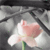 Blumen icons bilder