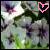 Blumen icons bilder