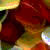 Blumen icons bilder