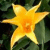 Blumen icons bilder