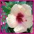 Blumen icons bilder