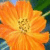 Blumen icons bilder
