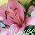 Blumen icons bilder