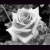 Blumen icons bilder
