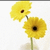 Blumen icons bilder