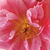 Blumen icons bilder