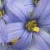 Blumen icons bilder