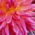 Blumen icons bilder
