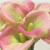 Blumen icons bilder