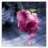 Blumen icons bilder