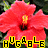 Blumen icons bilder