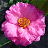 Blumen icons bilder