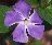 Blumen icons bilder