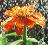 Blumen icons bilder
