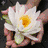 Blumen