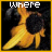 Blumen icons bilder