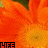 Blumen icons bilder