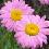 Blumen icons bilder
